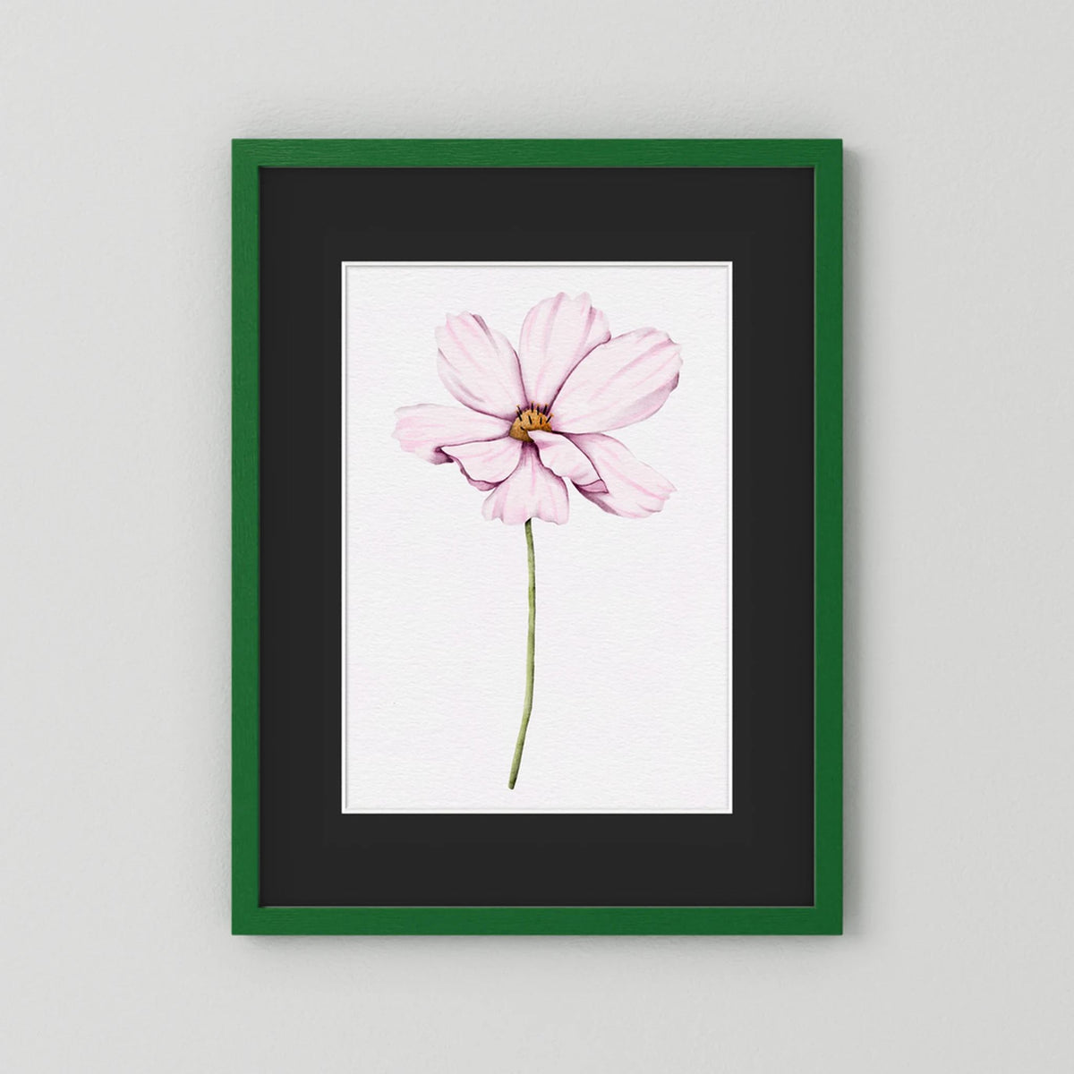 Watercolor Cosmos 