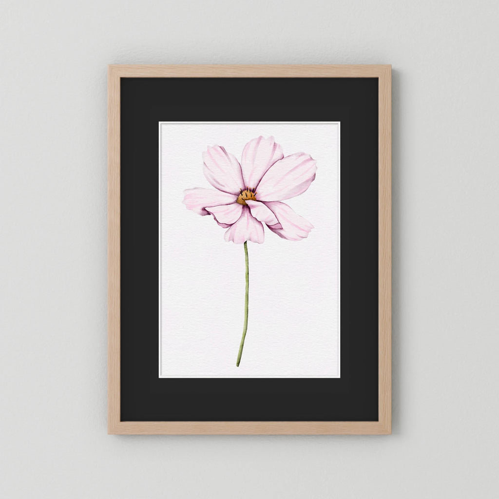 Watercolor Cosmos 