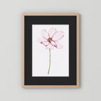 Watercolor Cosmos 