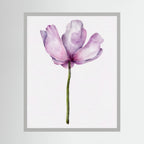 Watercolor Anemone 