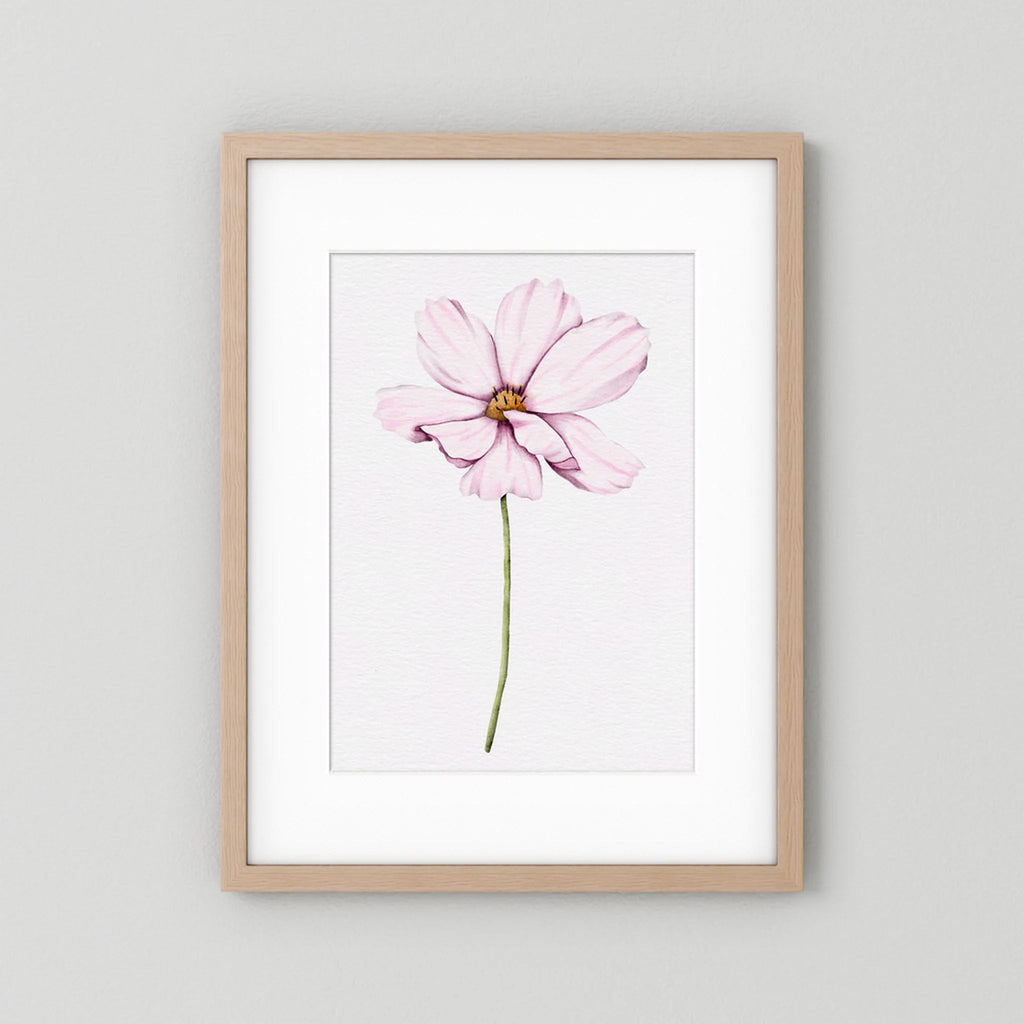 Watercolor Cosmos 