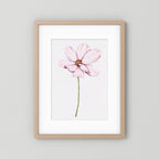 Watercolor Cosmos 