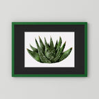 Watercolor Spiky Succulent