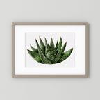 Watercolor Spiky Succulent
