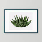 Watercolor Spiky Succulent