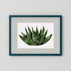 Watercolor Spiky Succulent