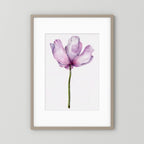 Watercolor Anemone 