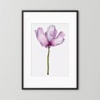 Watercolor Anemone 