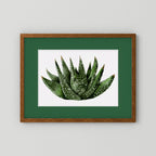 Watercolor Spiky Succulent