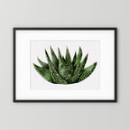 Watercolor Spiky Succulent