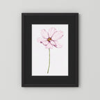 Watercolor Cosmos 