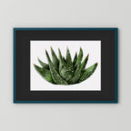 Watercolor Spiky Succulent