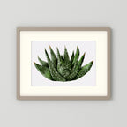 Watercolor Spiky Succulent