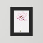 Watercolor Cosmos 
