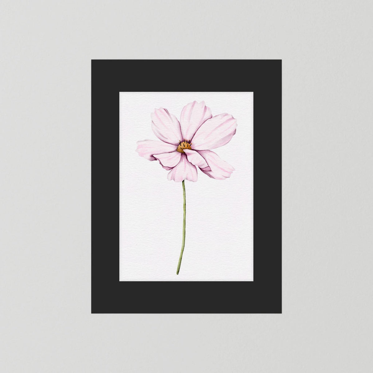 Watercolor Cosmos 