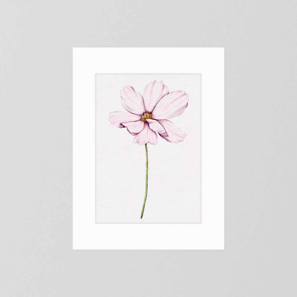 Watercolor Cosmos 