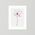Watercolor Cosmos 