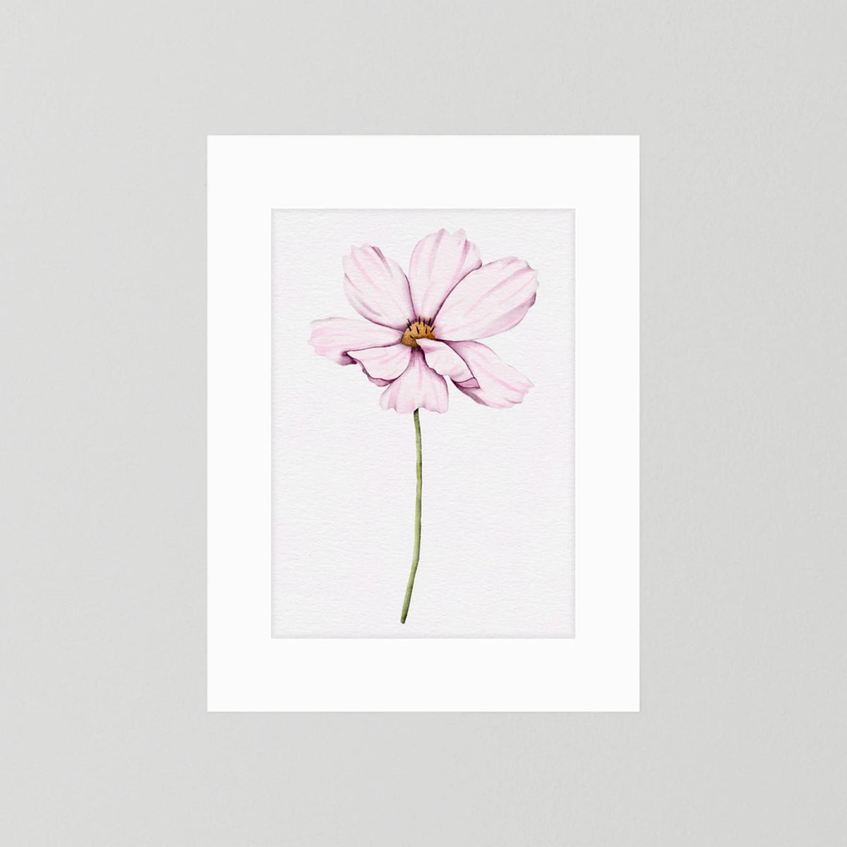 Watercolor Cosmos 