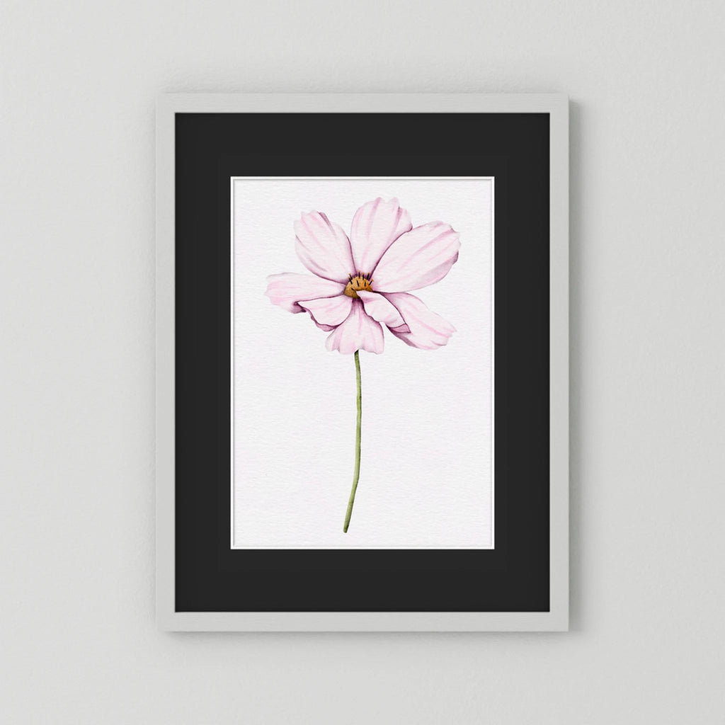 Watercolor Cosmos 