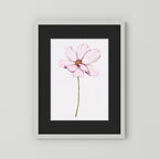 Watercolor Cosmos 