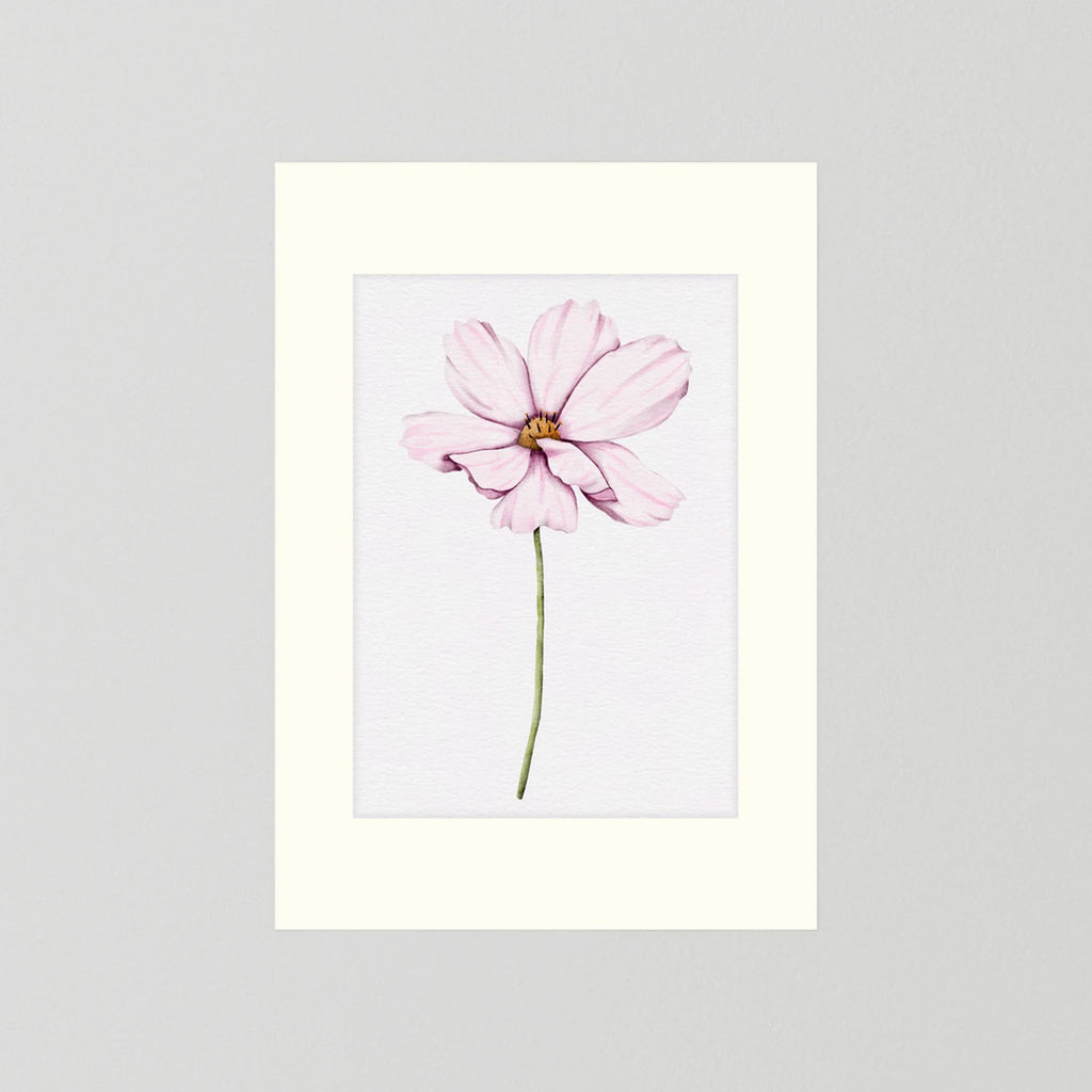 Watercolor Cosmos 