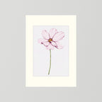 Watercolor Cosmos 