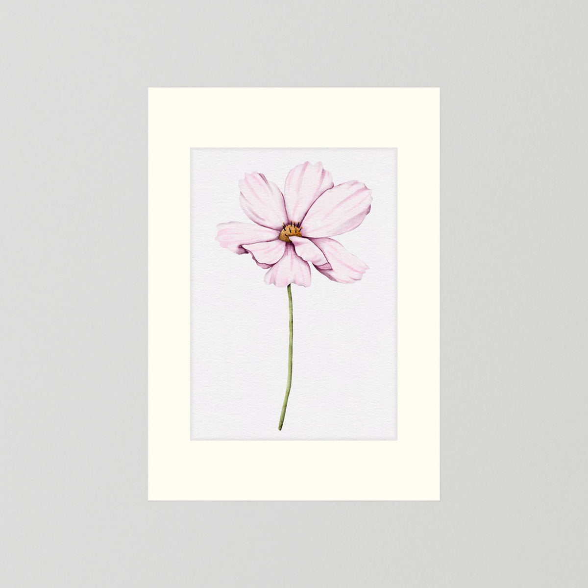 Watercolor Cosmos 