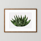 Watercolor Spiky Succulent