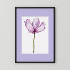 Watercolor Anemone 