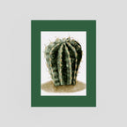 Watercolor Spiky Cactus