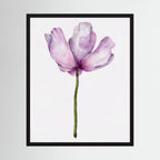 Watercolor Anemone 