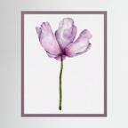 Watercolor Anemone 