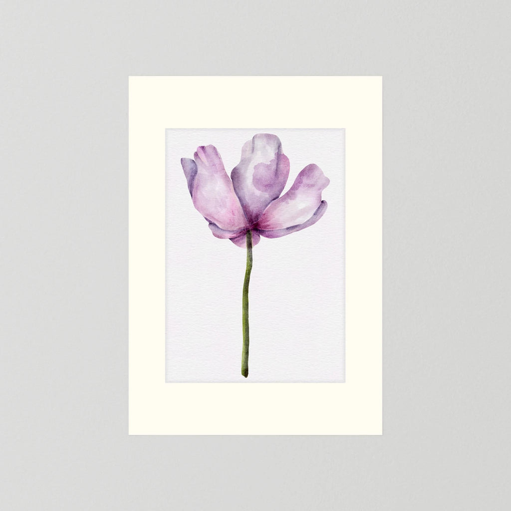 Watercolor Anemone 