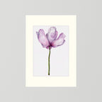 Watercolor Anemone 