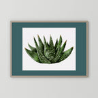 Watercolor Spiky Succulent