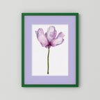 Watercolor Anemone 