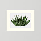 Watercolor Spiky Succulent
