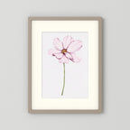 Watercolor Cosmos 