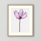 Watercolor Anemone 