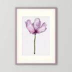 Watercolor Anemone 