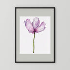 Watercolor Anemone 