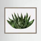Watercolor Spiky Succulent