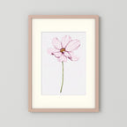 Watercolor Cosmos 