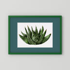 Watercolor Spiky Succulent