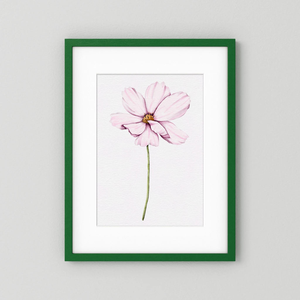 Watercolor Cosmos 