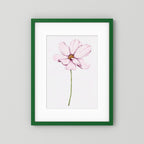 Watercolor Cosmos 
