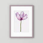 Watercolor Anemone 