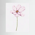 Watercolor Cosmos 