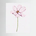 Watercolor Cosmos 