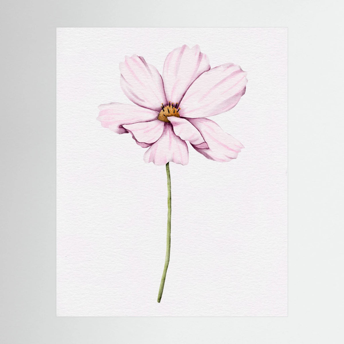 Watercolor Cosmos 